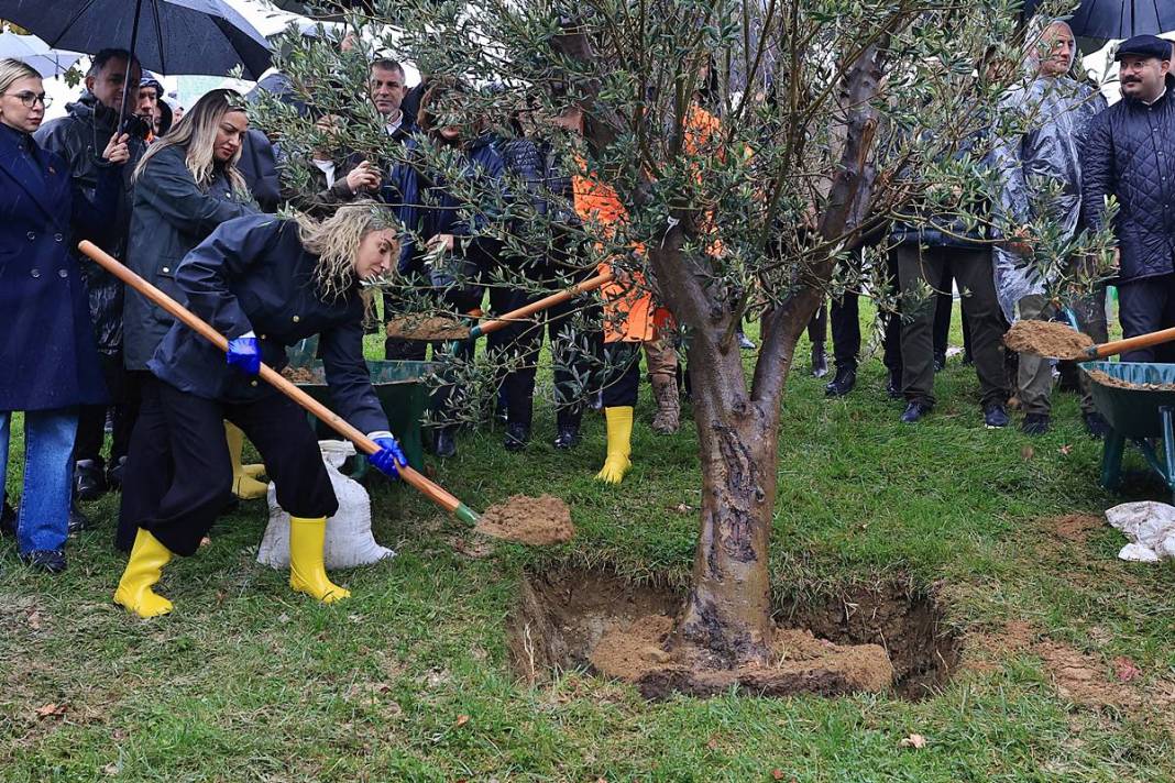 İstanbul'a 1111 'nefes' takviyesi yapıldı! Fıstık çamları ve zeytinler buluştu 12